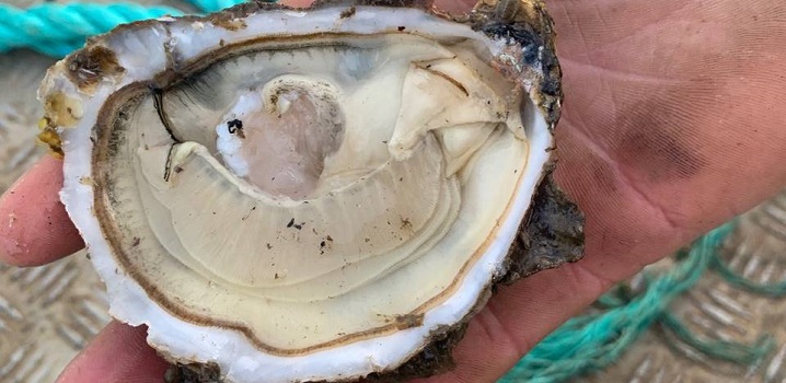 Close up of an open oyster